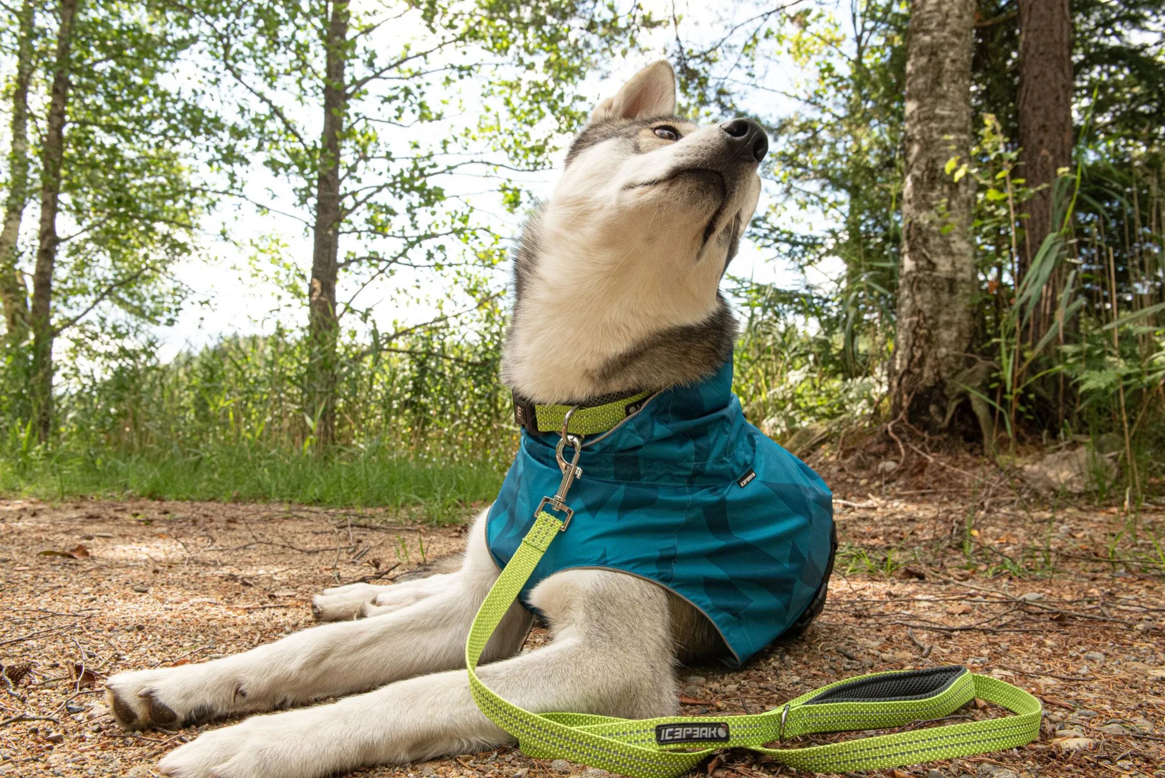 Icepeak Pet Grand x collar