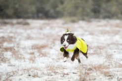 Icepeak Pet Strike raincoat