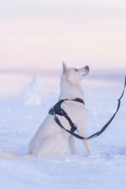 Rukka Pets Bliss Harness