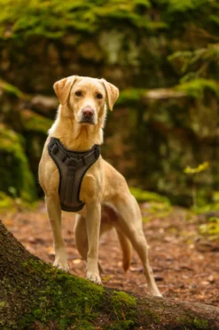 Rukka Pets Star harness