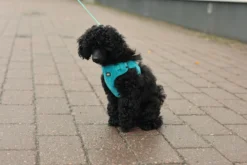 Rukka Pets Tiny Harness
