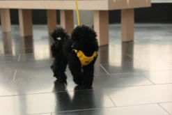 Rukka Pets Tiny Harness